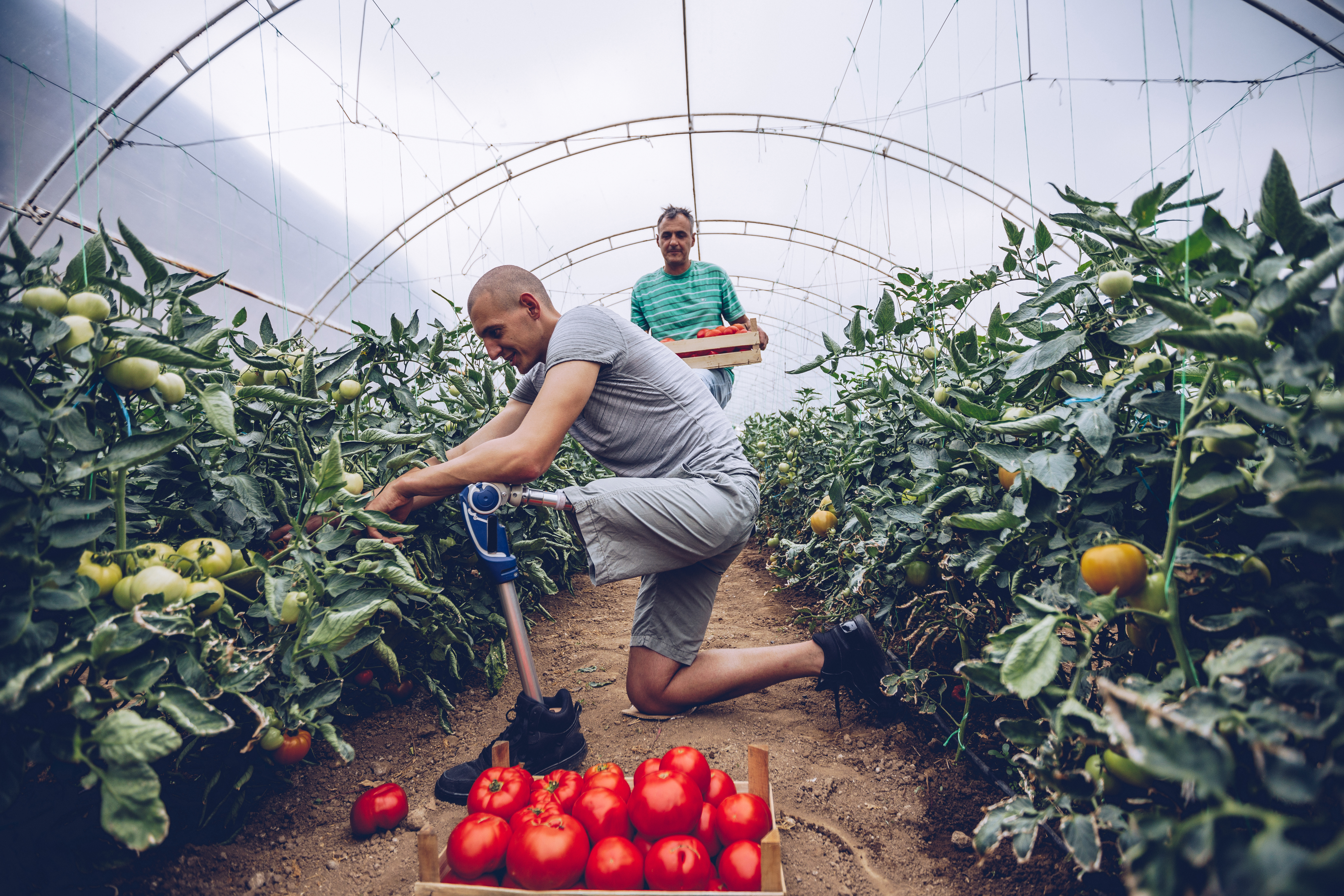 A person picking with a prosthetic leg picking tomatoes in a greenhouse. 